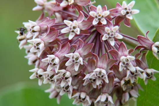 rd_milkweed_ 118