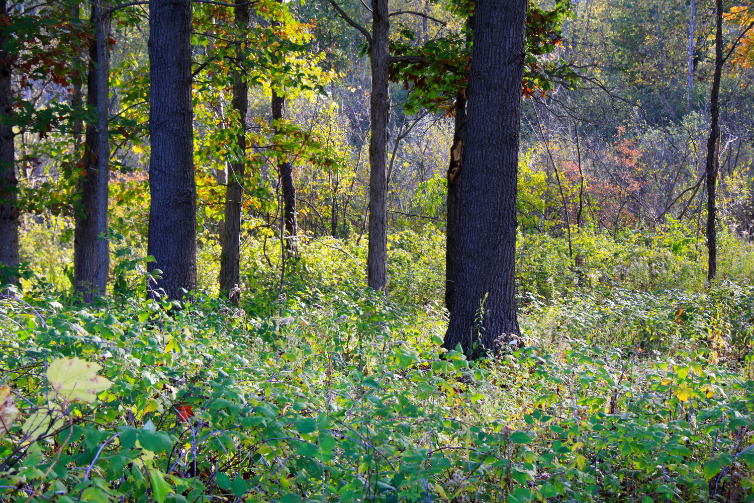 near the river in Fall