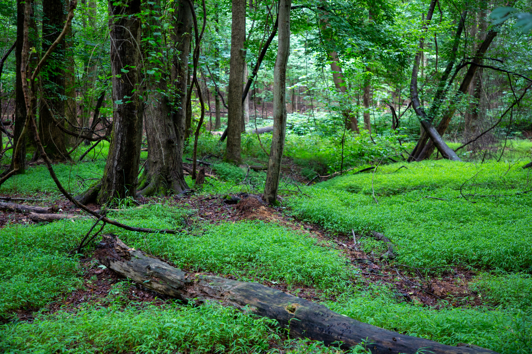 the woods at Stone Mountain, GA