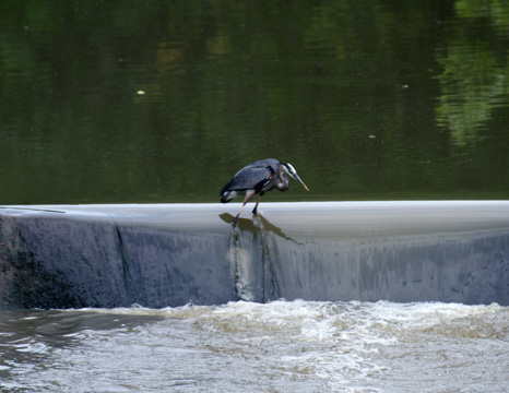 3_bi_Fishing Heron_0276