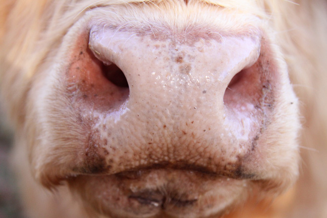 cow snout