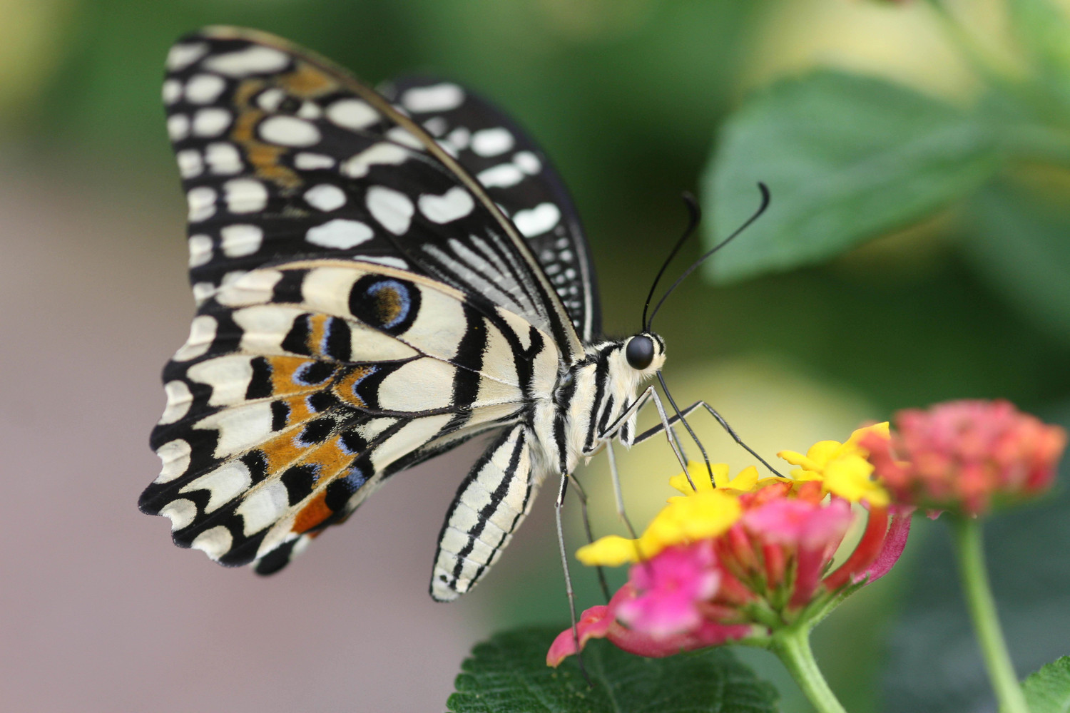 butterfly beauty