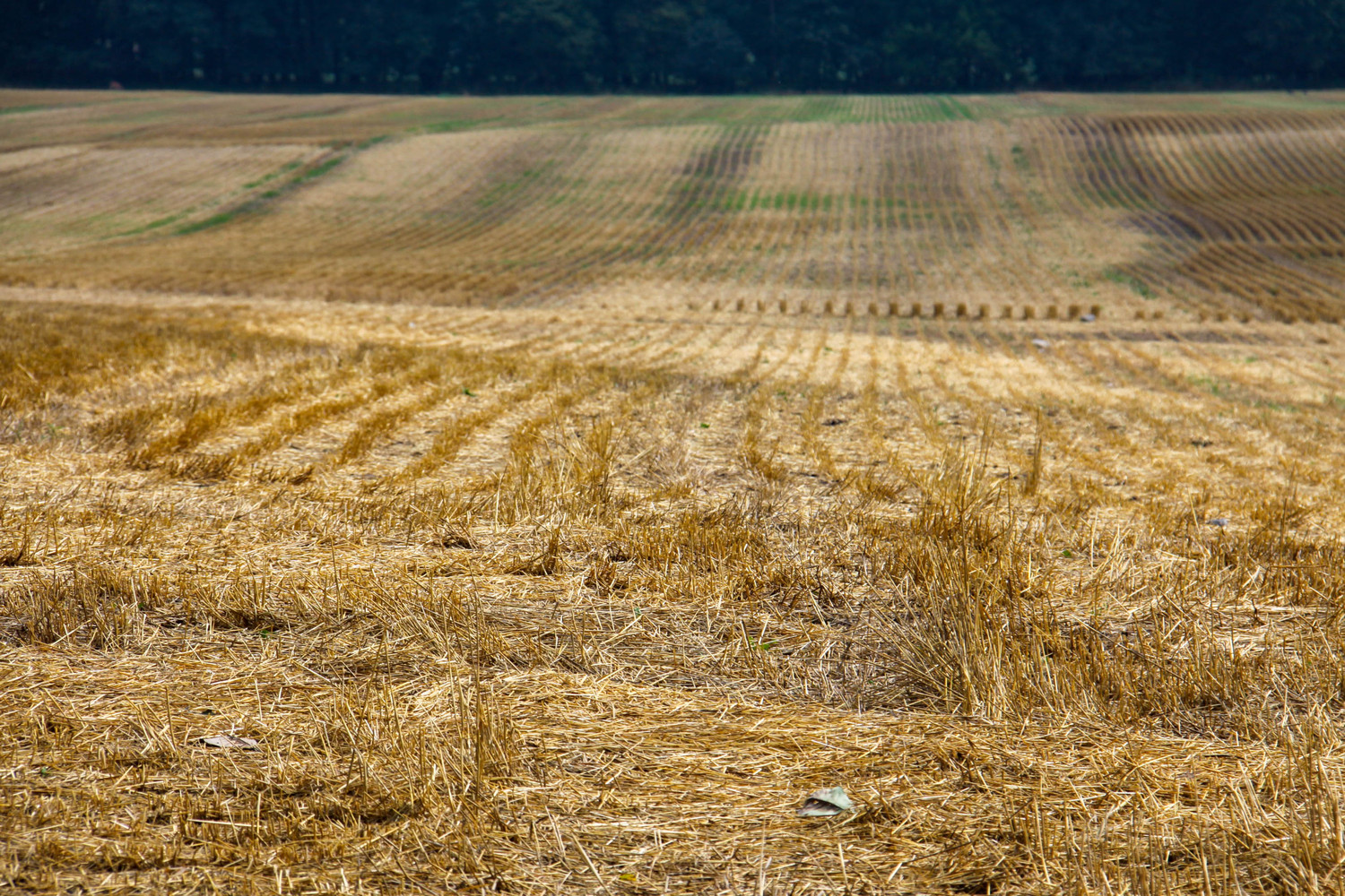 clipped hayfield