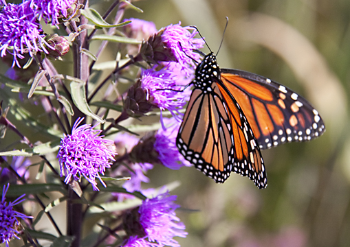 3_in_Monarch Butterfly3426