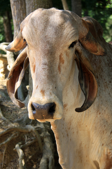 animals farm gallery