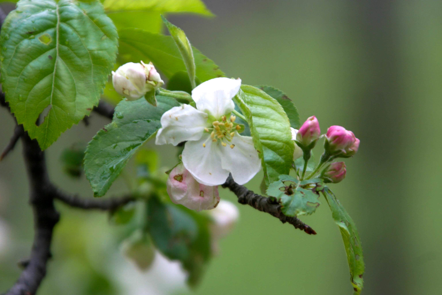 apple blossum