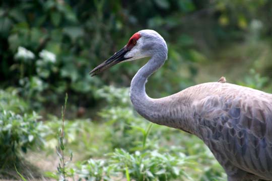 3_bi_sandhill crane_3224