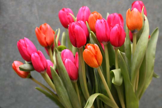 pin_tulip_bunch