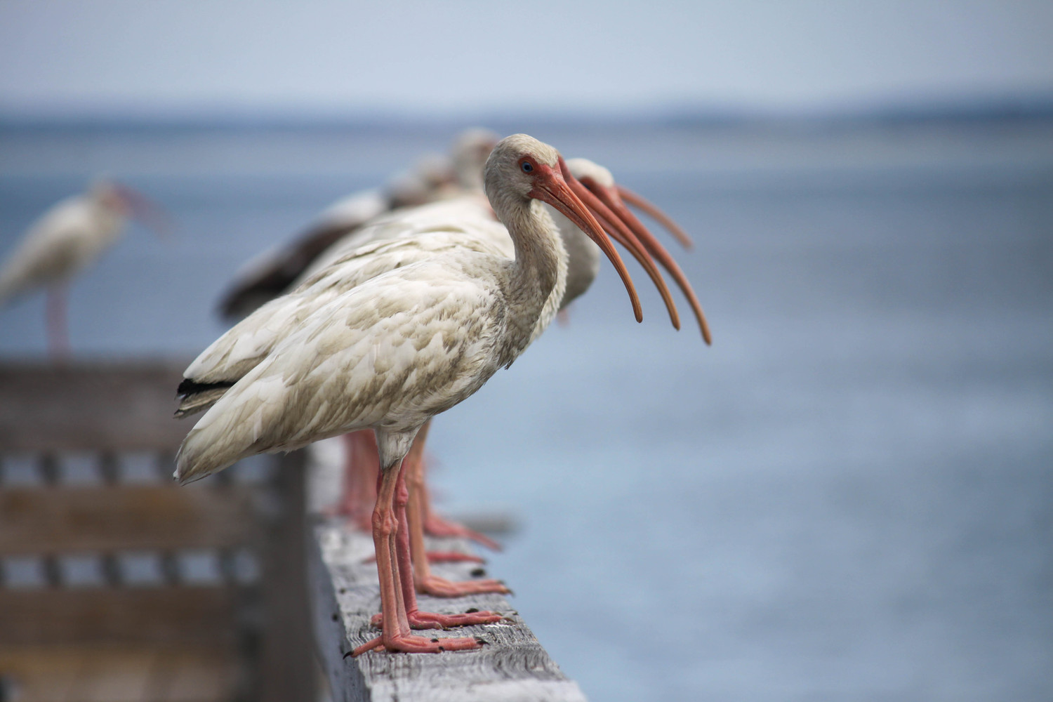 Ibis on the rail