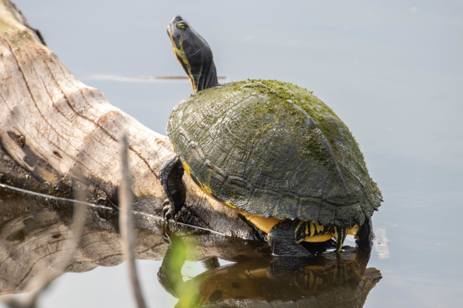 turtle resting