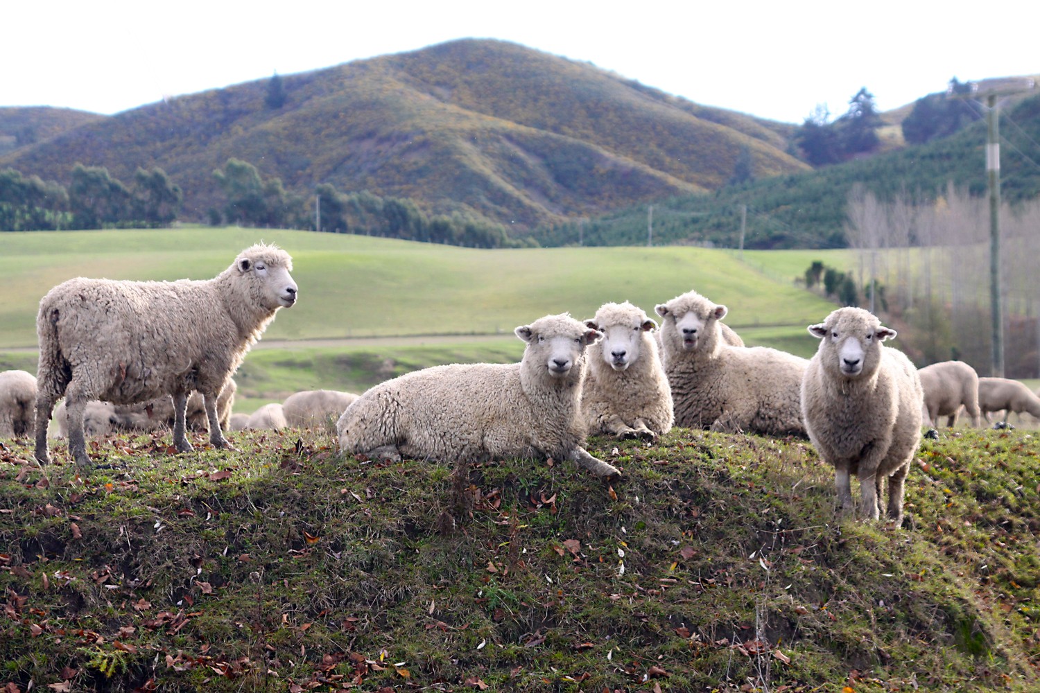 New Zealand flock