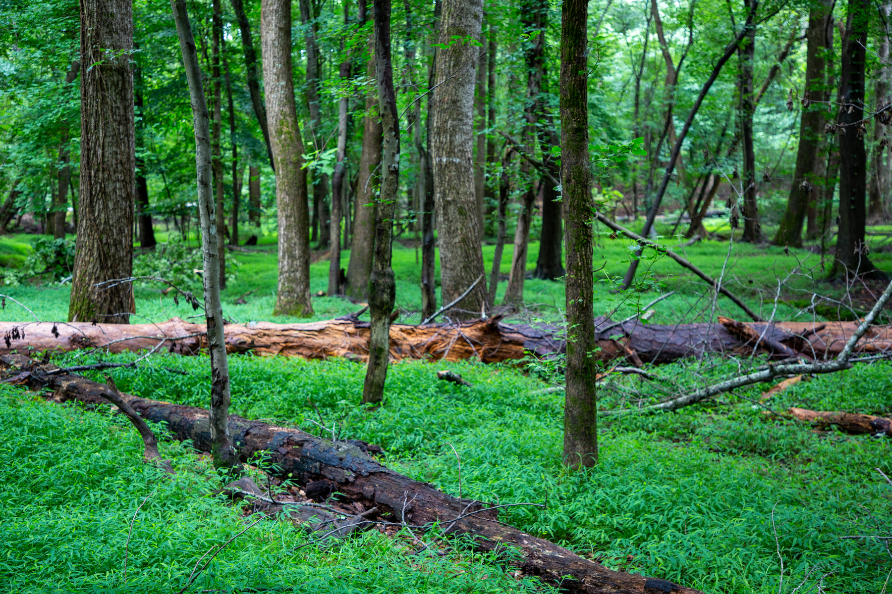 carpet of green