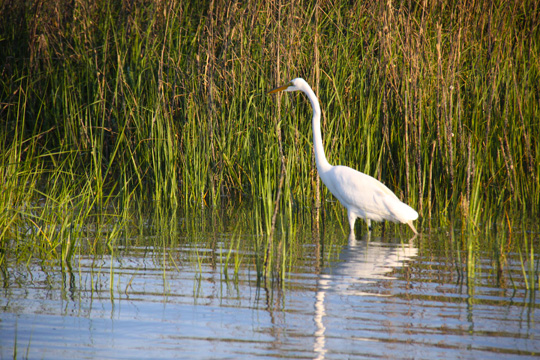 animals bird gallery