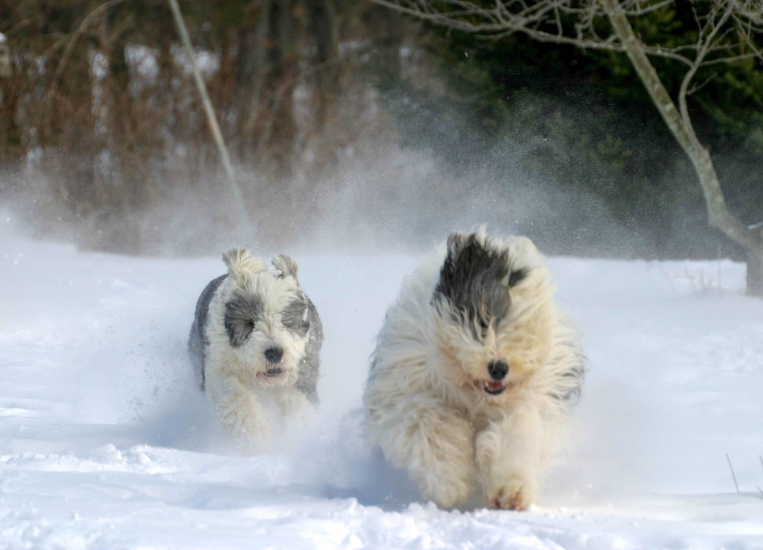 the boys playing in the snow