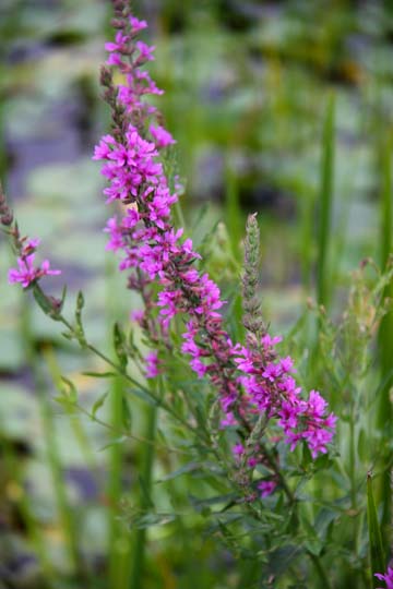 bpu_Marsh Heather_ 013