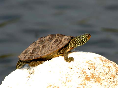 3_tu_Painted Turtle_0119