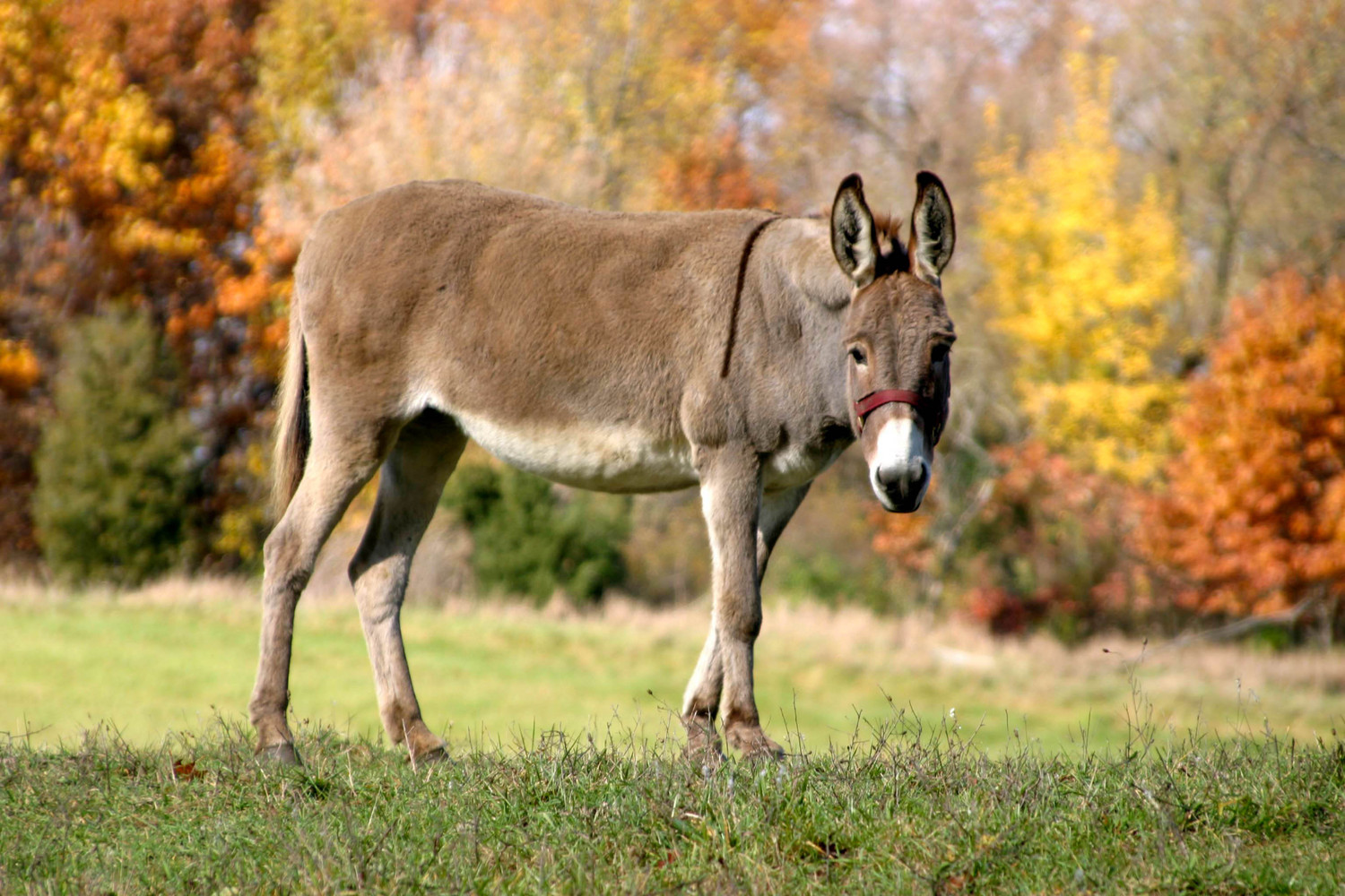 donkey in fall