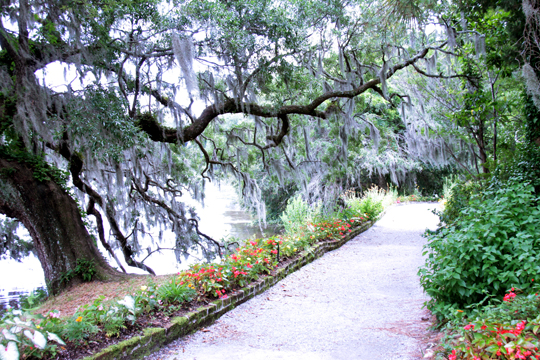 sc_Pathway amongst oaks_ 174