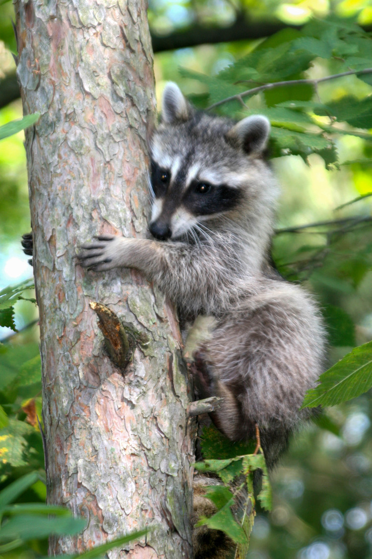 shy raccoon