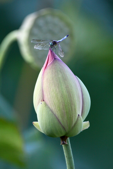 pin_Dragonfly and the bud_ 267