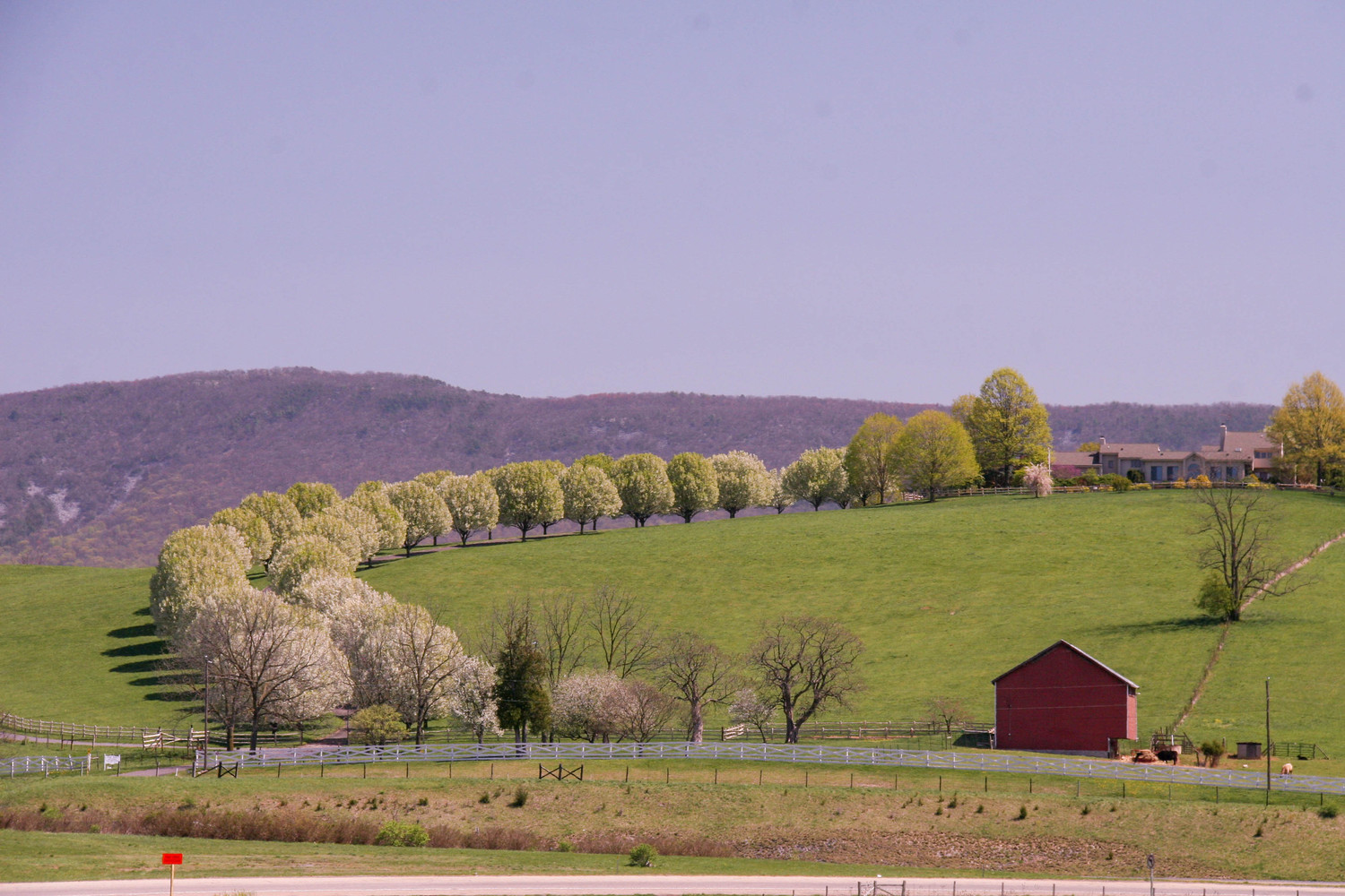 Virginia pear trees