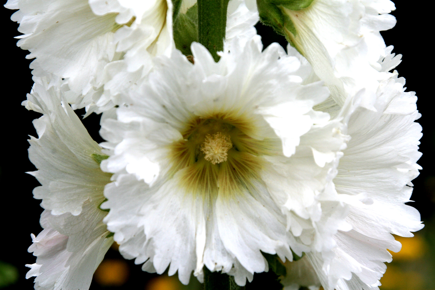 hollyhock in white