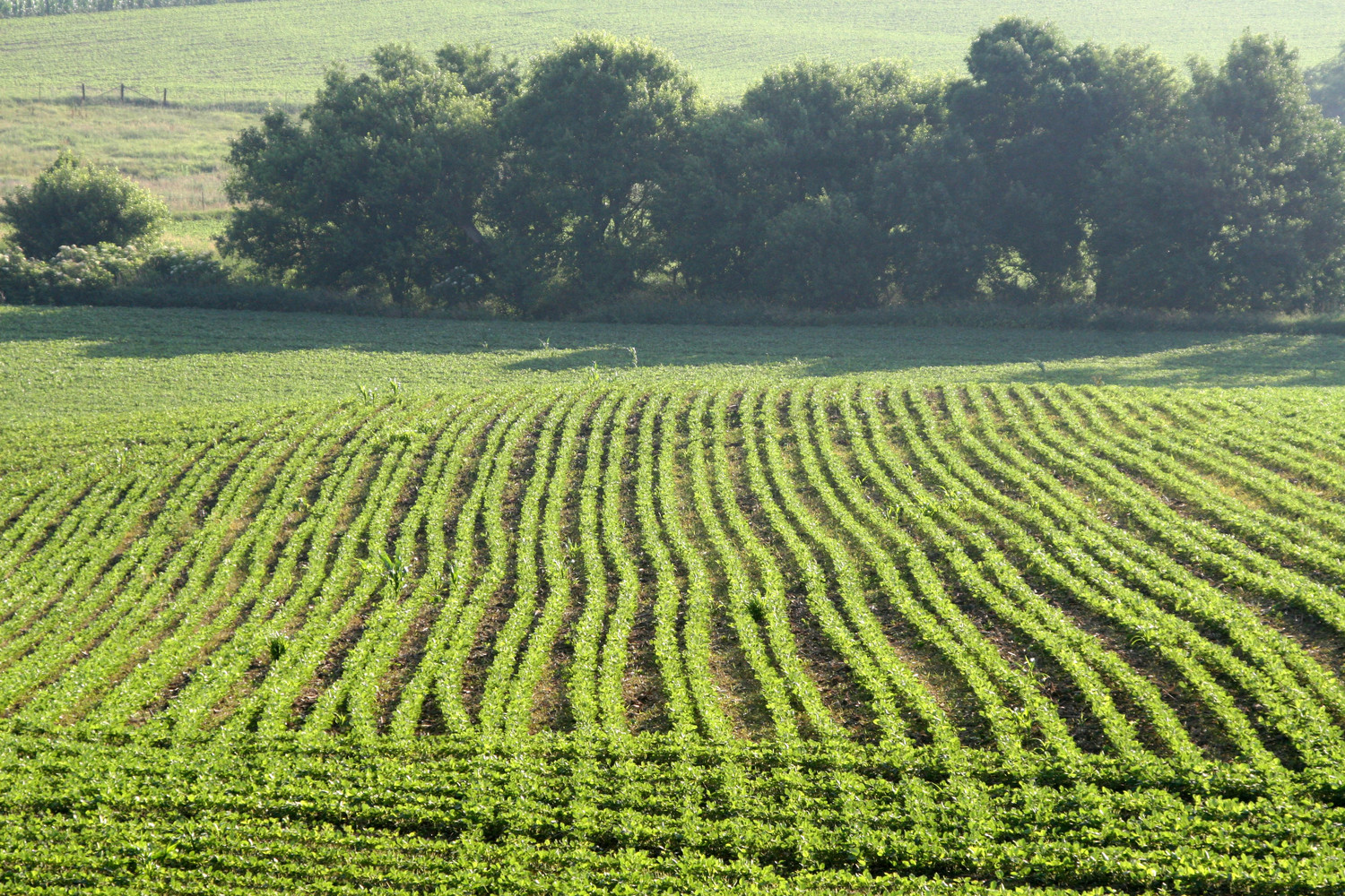 spring corn