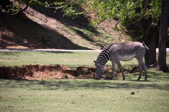 3_ze_grazing zebra_ 236