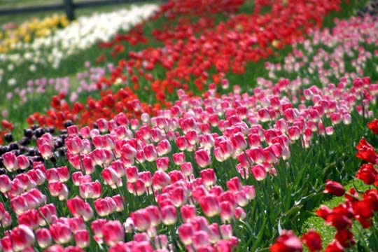 mi_tulipfestival1