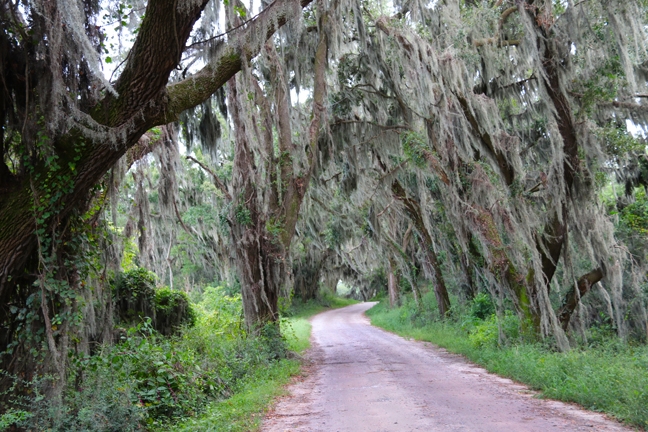 spanish moss_150