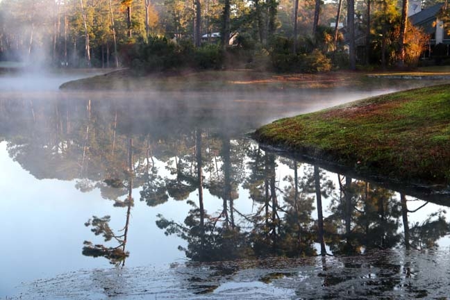 reflective trees_089