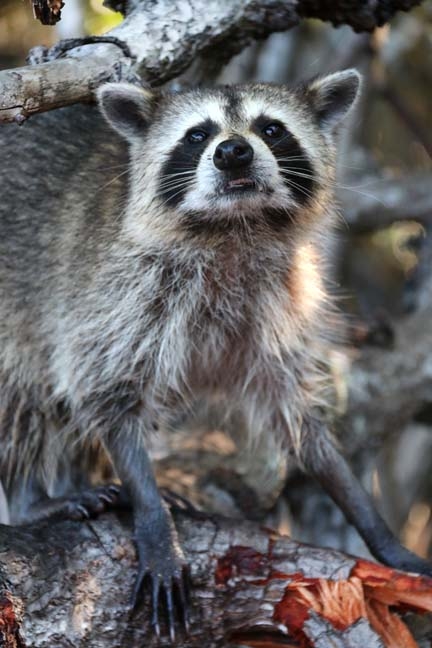 raccoon_193