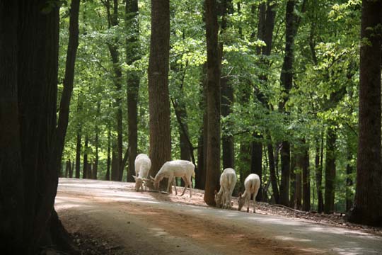 3_de_fallow deer in the woods_ 366