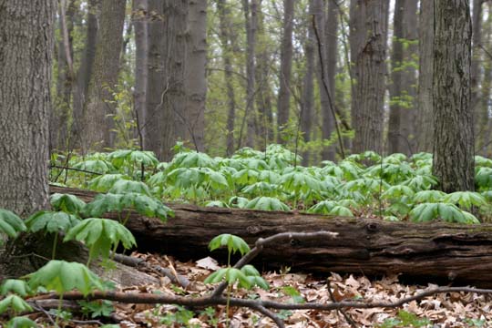 mi_8784 Mayapples