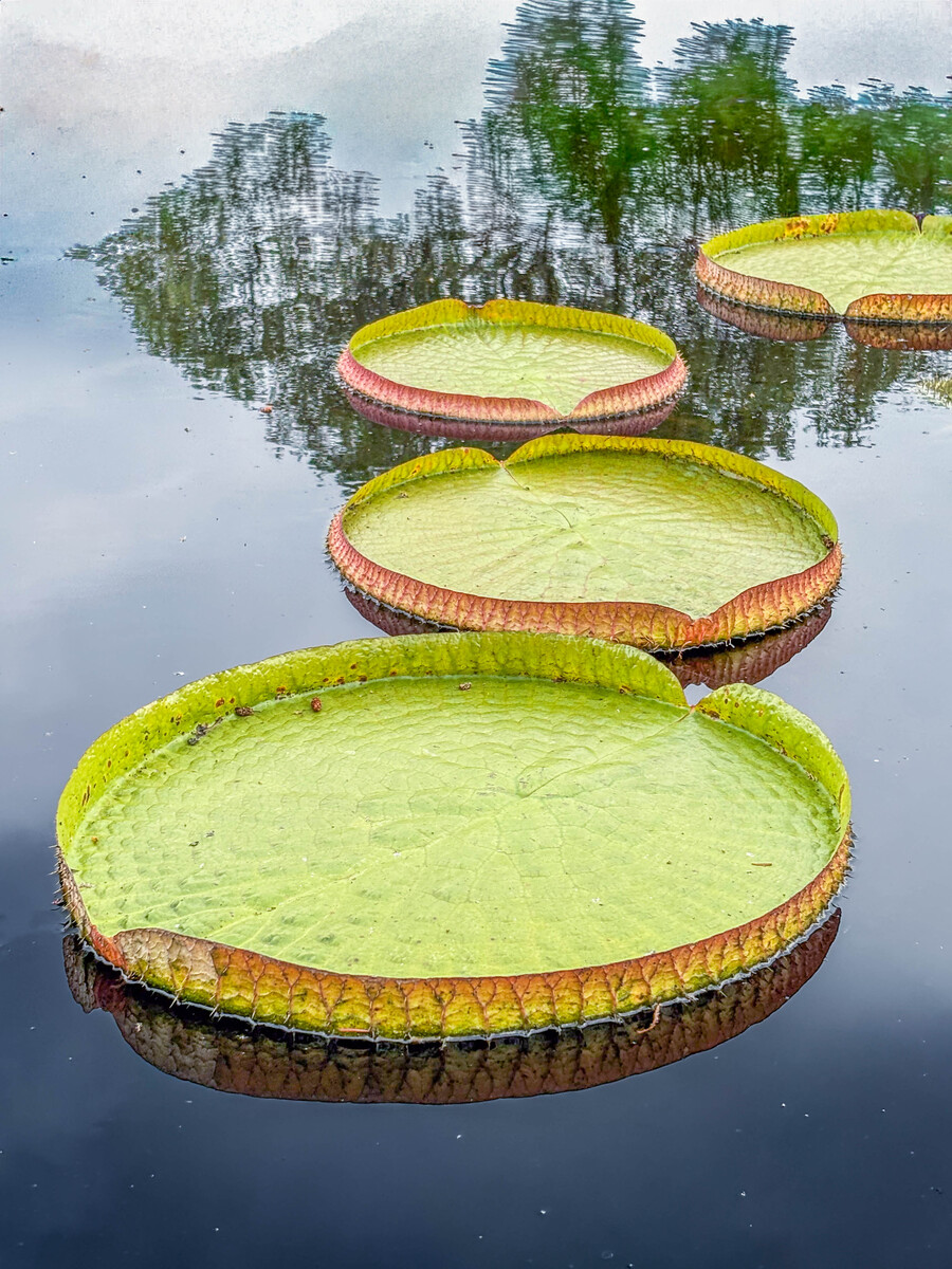 giant lilypads