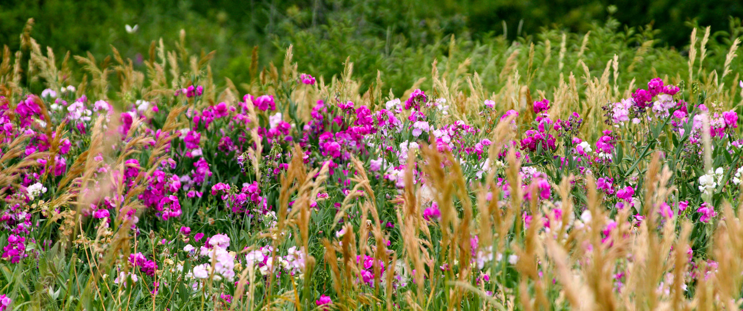 snapdragons in the field