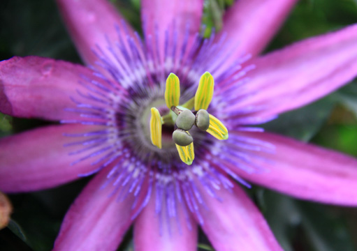 plants blue and purple gallery