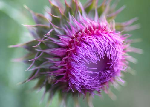 bpu_Thistle_001