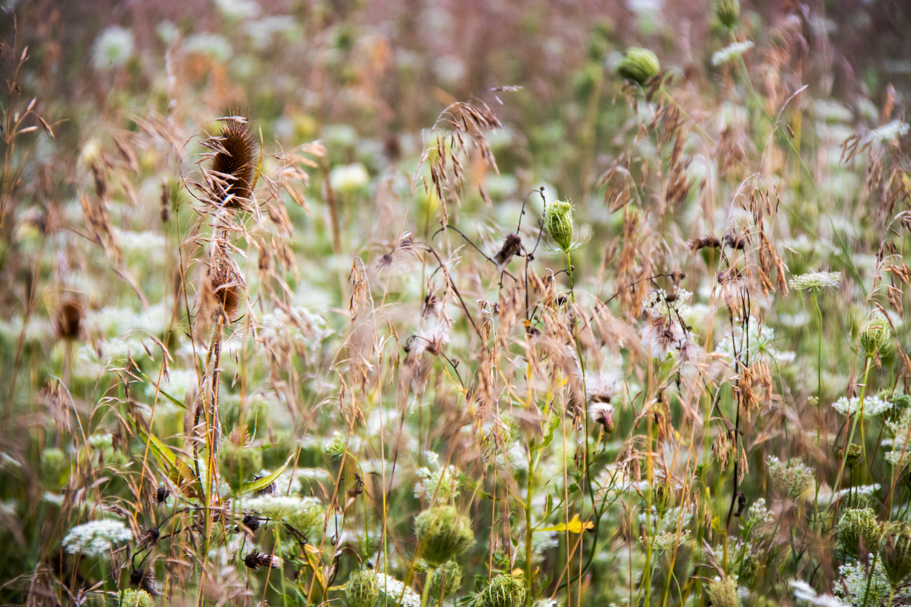 Queen Anne Lace field 2