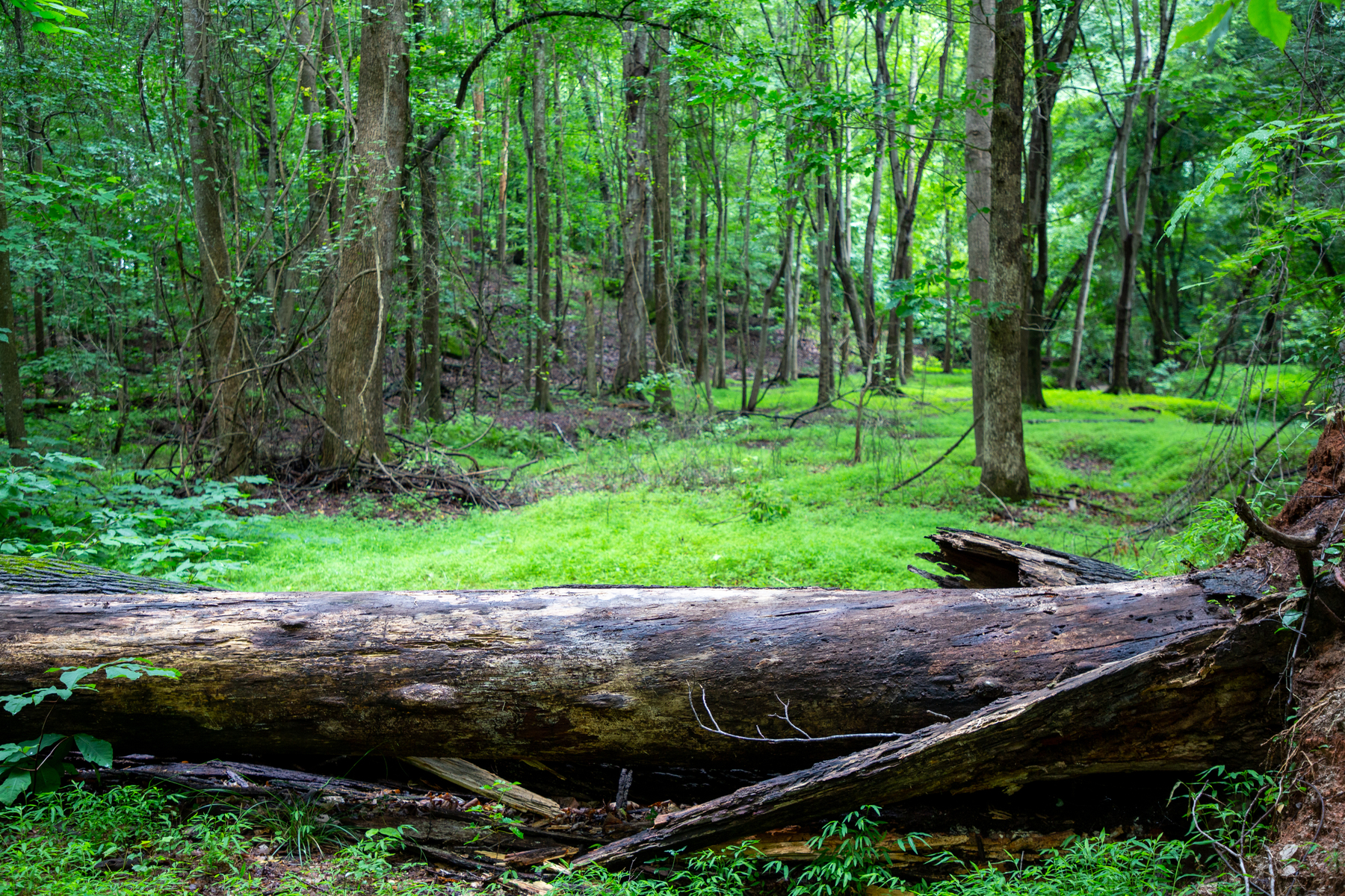 log in the valley