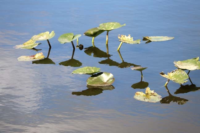 lilies on glass_033