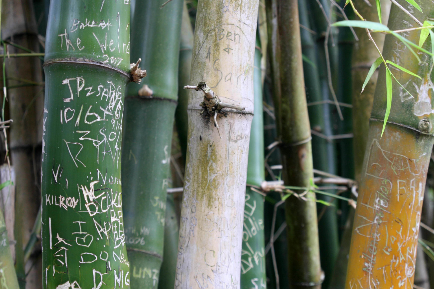 bamboo