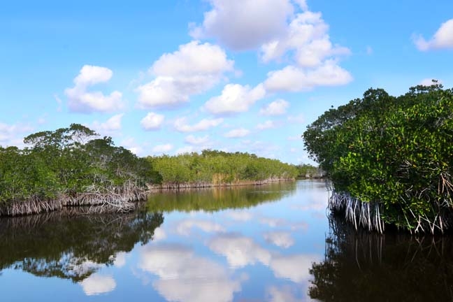 clouds in the everglades_231