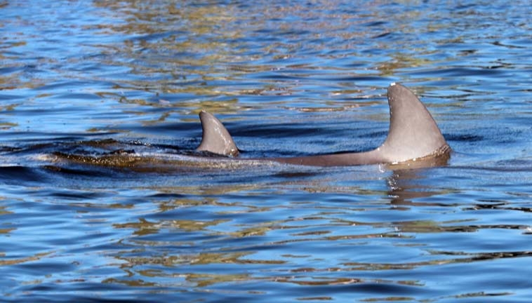 mom and calf_133