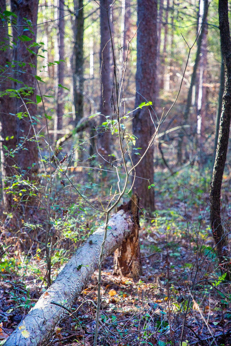 fallen tree  II