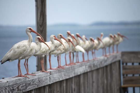 animals gallery_birds