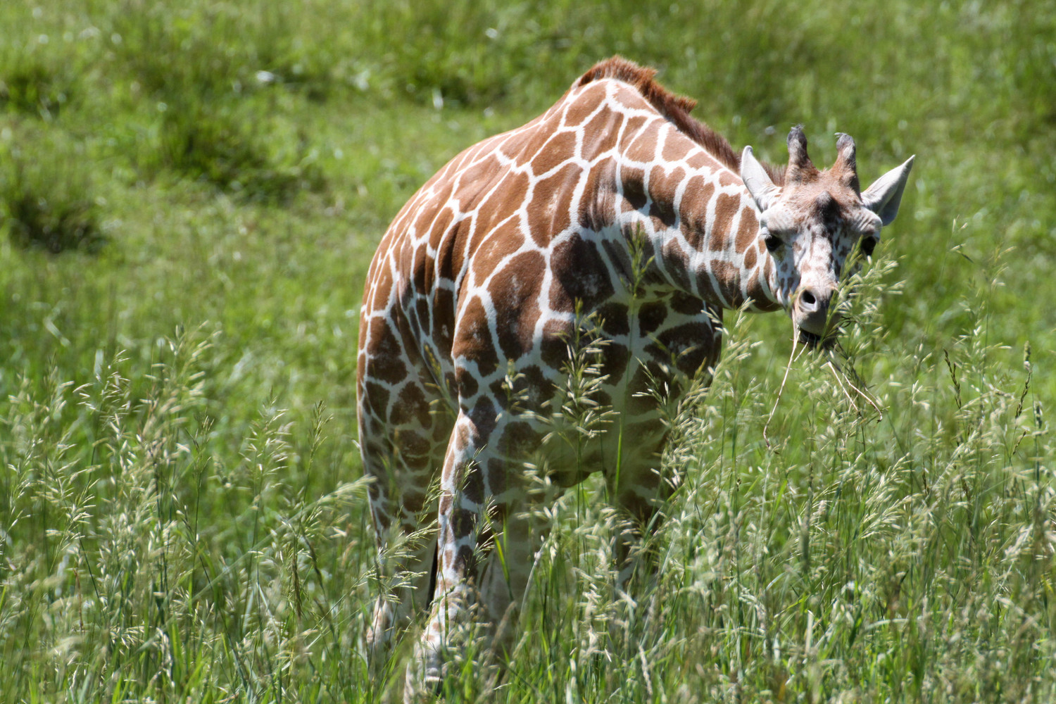 in the field of giraffes