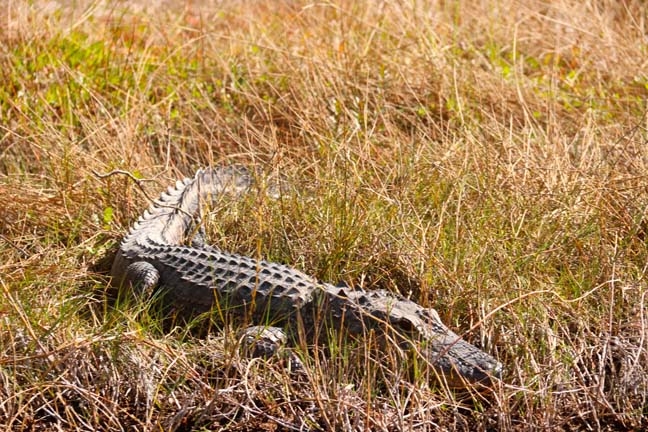 gator on the bank_226