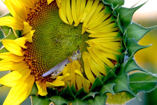 3_in_Grasshopper and the sunflower 177