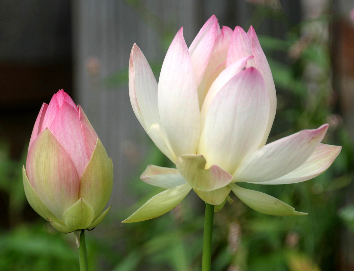 Lotus lilies_9018